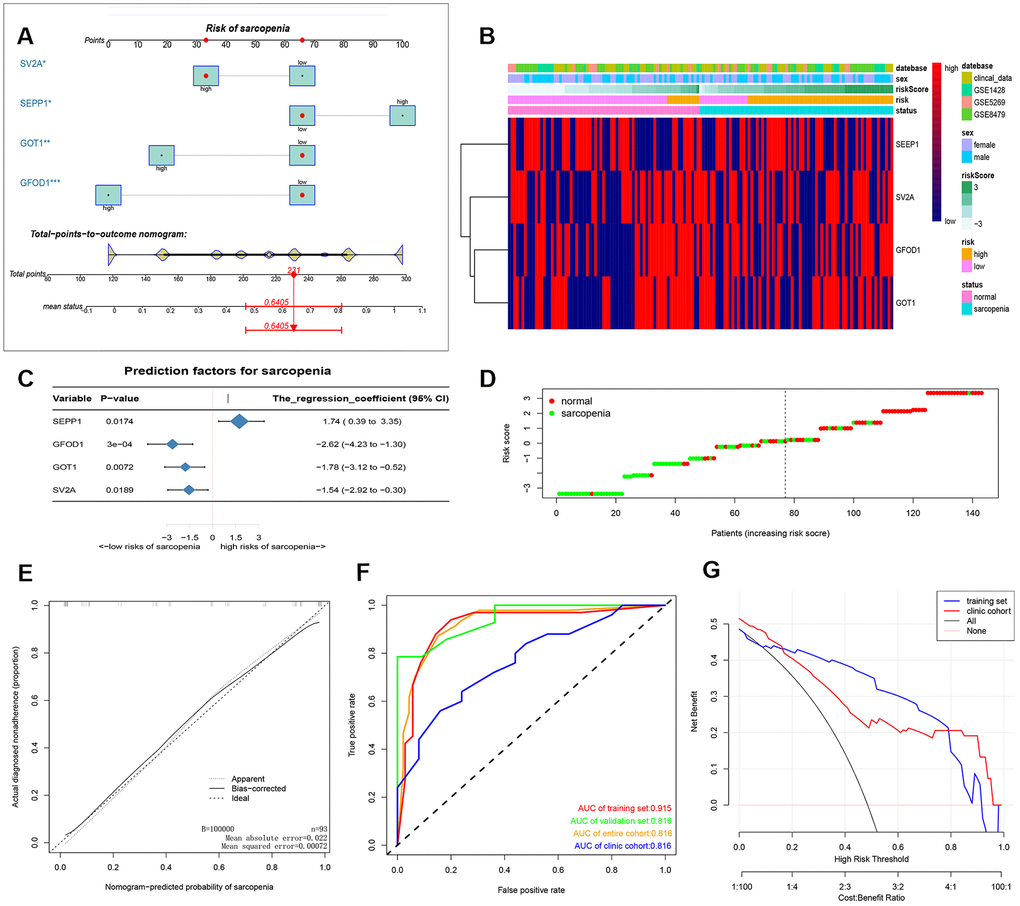 (A) prediction nomogram of sarcopenia. Note: expression level of 4 DE-miRNAs, SEPP1, SV2A, GOT1 and GFOD1 are included. (B) Heatmap plots of DEMs (SEPP1, SV2A, GOT1 and GFOD1) in clinical samples and GSE8479, GSE1428, and GSE52699 datasets. (C) A forest chart showing the prediction factors of sarcopenia. (D) Analysis risk scores of sarcopenia based on DEMs in clinical samples and GSE8479, GSE1428, and GSE52699 datasets. (E) A calibration curve for the predictive model of sarcopenia. Note: The x-axis is the risk of skeletal muscle reduction whereas the y-axis represents the actual incidence of sarcopenia. Diagonal dashed lines represent perfect predictions for an ideal model. The solid line indicates the prediction ability of the proposed prediction model. The closer the solid line matches the dotted line, the higher the prediction ability. (F) The AUC of the nomogram for sarcopenia is equal to the accuracy of randomly selected samples. (G) Decision curve showing the benefit probability of the intervention. The figure shows the decision curve for the training set, validation set, the entire cohort and the clinic cohort.