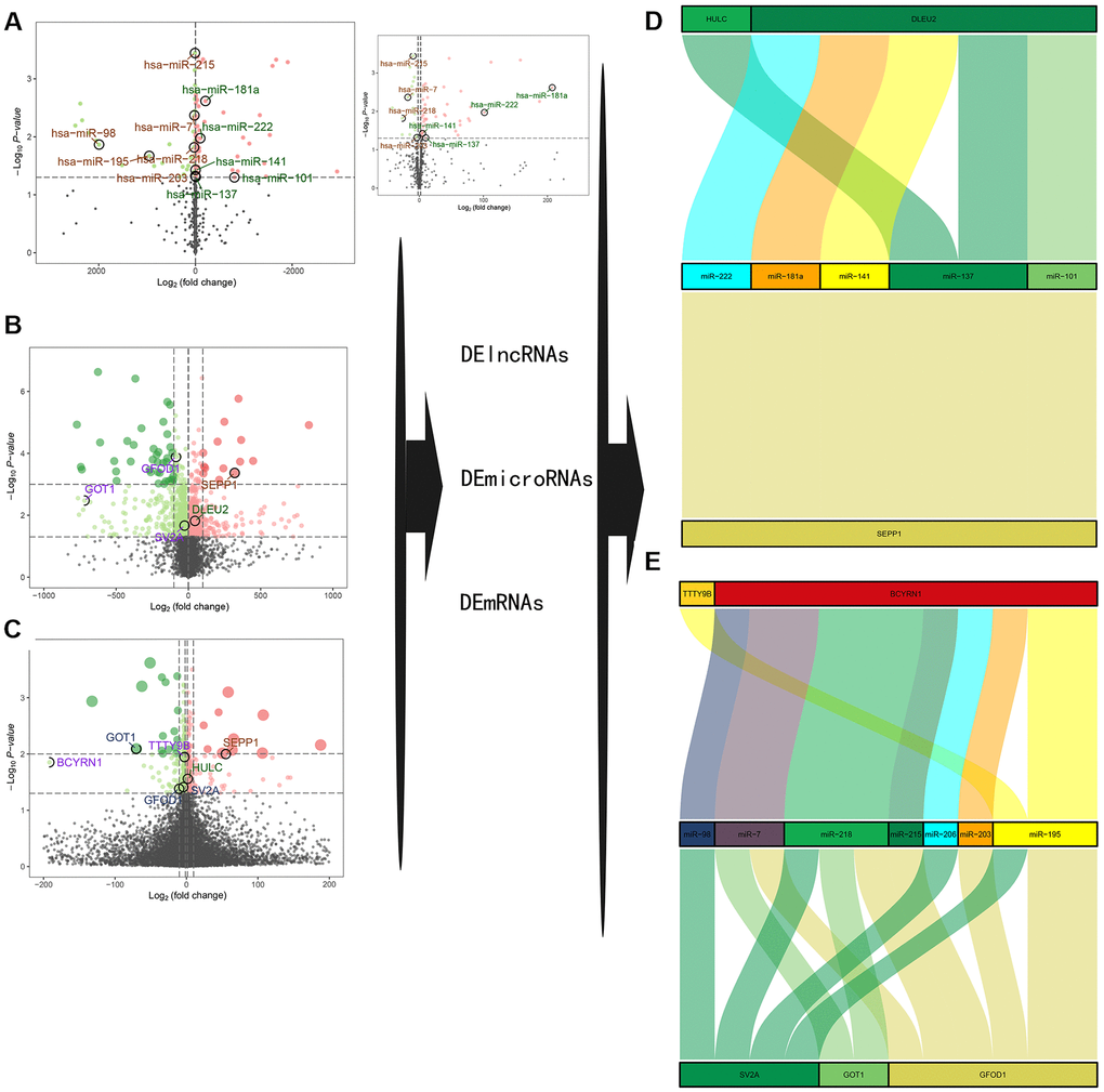 (A–C) A volcano plot of GSE23527 with 886 miRNAs, of which 100 were either up- or down-regulated. (B) A volcano plot of GSE1428 with 12427 RNAs; 1232 RNAs and lncRNAs were identified either up- or down-regulated. (C) A volcano plot of GSE52699 with 34663 RNAs; 637 RNAs were identified either up- or down-regulated. Note: the red dots represent the upregulated genes, the green dots represent the downregulated genes, and the black dots represent the genes that are not significantly differentially expressed in old muscle samples. (D, E) A ceRNA network for sarcopenia.