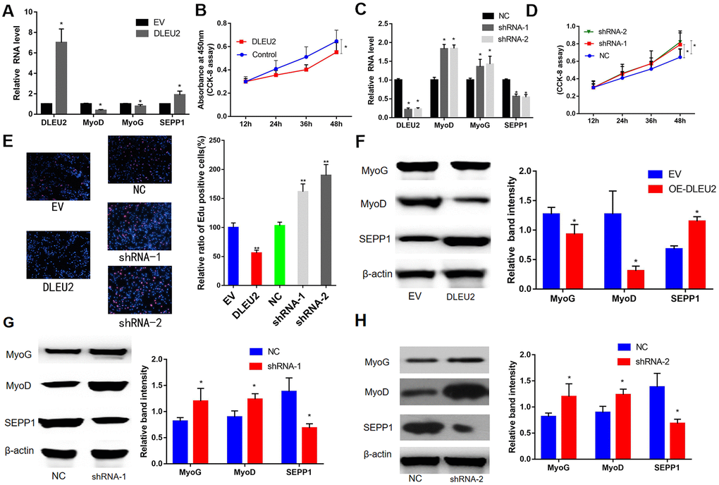 (A) mRNA expression levels of SEPP1 and myogenic markers (MyoD and MyoG) in C2C12 cells transfected with DLEU2 as detected by RT-PCR assay. (B) Proliferation of C2C12 cells following DLEU2 overexpression. (C) mRNA expression levels of SEPP1, MyoD and MyoG in C2C12 cells transfected with DLEU2 shRNA as detected by RT-PCR assay. (D) Proliferation of C2C12 cells following transfection with DLEU2 shRNA. (E) C2C12 myoblasts were treated with DLEU2 or shRNA-1/2. EDU assays demonstrated that treatment with DLEU2 reduced cell proliferation and the level of EDU-positive C2C12 cells. Quantification of relative ratio of Edu+ C2C12 cells. Data are presented as the mean ± SD (n = 3). Versus control or NC, ** p F–H) Protein expression levels of SEPP1, MyoD and MyoG in C2C12 cells transfected with DLEU2 or DLEU2 shRNA as detected by western blot assay.