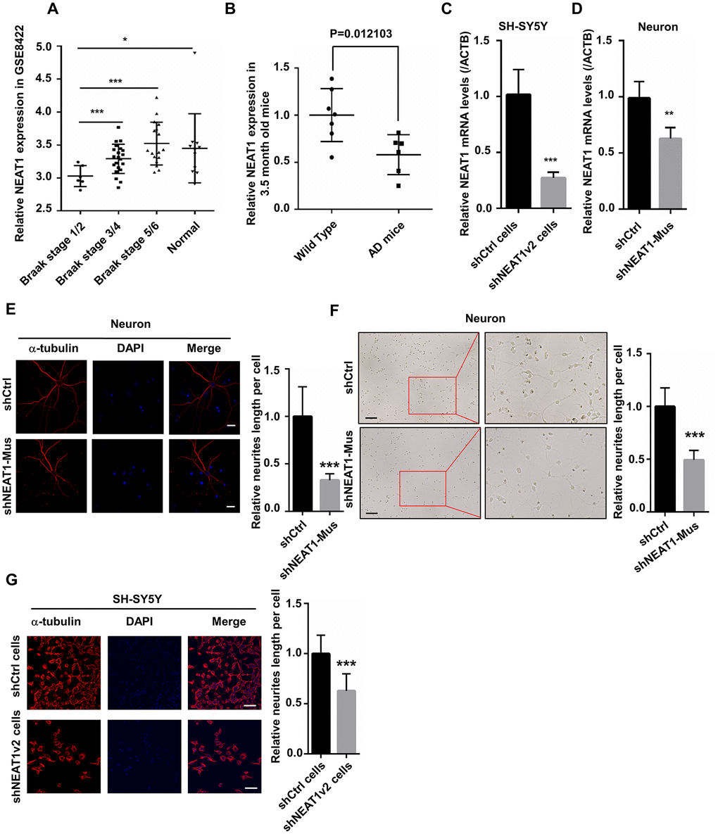 NEAT1 silencing induces de-polymerization of microtubules (MTs). (A) The expression of NEAT1 in the hippocampi of AD patients with different braak stage and normal persons was analyzed in GSE84422. (B) NEAT1 analysis in the hippocampi of 3.5-month-old AD mice and Wild Type. (C) The NEAT1 mRNA level was measured by quantitative PCR in shNEAT1v2 cells and shCtrl cells. (D) NEAT1 mRNA level was detected by quantitative PCR in shNEAT1-Mus and shCtrl transfected murine neurons. (E) Immunofluorescence staining of α-tubulin (red) in shNEAT1-Mus and shCtrl transfected murine neurons. (F) Morphological changes of murine neurons were observed under light microscope after NEAT1 knockdown. (G) Immunofluorescence analysis of α-tubulin (red) in shNEAT1v2 cells and shCtrl cells. DAPI (blue) was used to stain the nuclei. Scale bars, 20μm. Image J software was used to analyze the cell dendritic length (mean ± s.d, *P P P t test).