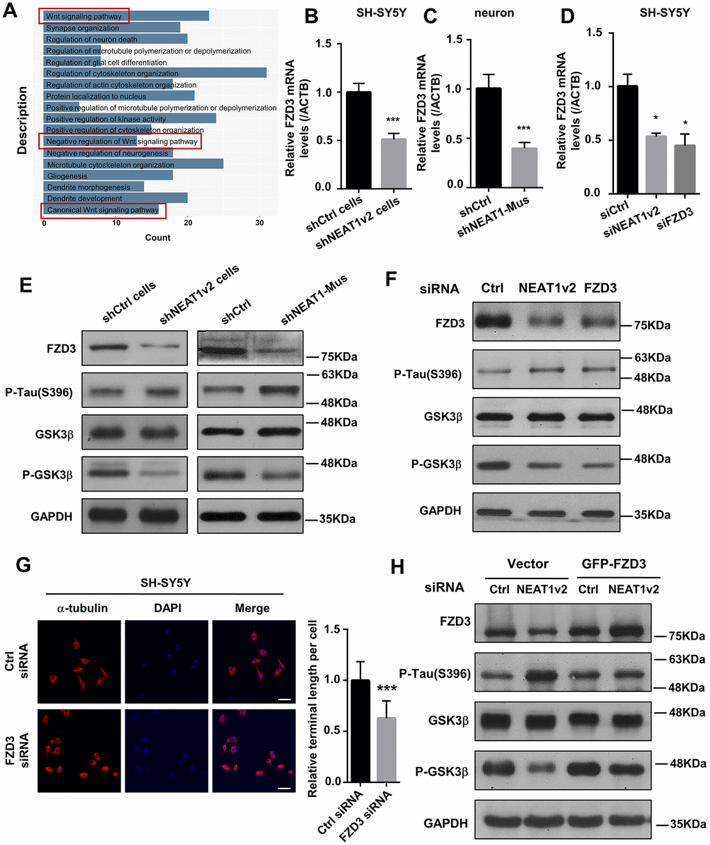 NEAT1 silencing mediates de-polymerization of MTs via FZD3/GSK3β/p-tau signaling pathway. (A) GO analyses were performed using the NEAT1-associated genes obtained from expression profile of braak stage 1/2 AD patients in GSE84422. (B) The FZD3 mRNA level was measured by quantitative PCR in shNEAT1v2 cells and shCtrl cells. (C) The mRNA level of FZD3 in shNEAT1-Mus and shCtrl transfected murine neurons. (D) The mRNA level of FZD3 in SH-SY5Y after being transfected with NEAT1 siRNA, FZD3 siRNA and Ctrl siRNA. (E) The expression levels of the FZD3, GSK3β, p-GSK3β, p-Tau(s396), Ace-tubulin and GAPDH were analyzed with immunoblotting in shNEAT1v2 cells, shCtrl cells and shNEAT1-Mus, shCtrl transfected murine neurons, respectively. (F) The expression levels of the FZD3, GSK3β, p-GSK3β, p-Tau(s396), Ace-tubulin and GAPDH were analyzed with immunoblotting in NEAT1v2 siRNA, FZD3 siRNA transiently transfected SH-SY5Y. (G) Immunofluorescence staining of α-tubulin (red) in FZD3 siRNA transiently transfected SH-SY5Y. DAPI (blue) was used to stain the nuclei. Scale bars, 20μm. Image J software was used to analyze the cell dendritic length. (H) The expression levels of the FZD3, GSK3β, p-GSK3β, p-Tau(s396) and GAPDH were analyzed with immunoblotting in GFP-FZD3 vector and control vector, while transfected NEAT1 siRNA (mean ± s.d, *P P P t test).