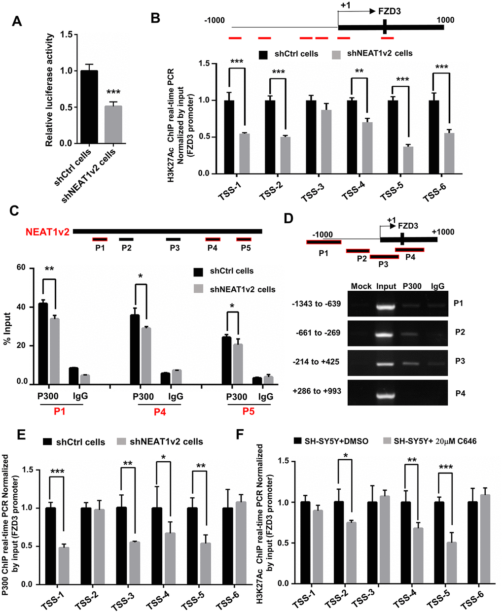 NEAT1 regulates FZD3 expression via recruitment of histone acetyltransferase P300. (A) After co-transfection with NEAT1v2 siRNA or Ctrl siRNA and the pGL3 enhancer plasmid containing FZD3 promoter fragments, the relative transcriptional activities were determined with a luciferase assay in three independent experiments. (B) The shNEAT1v2 cells and shCtrl cells were collected for ChIP assays to analyze the relative fold enrichment of the FZD3 promoter using anti-H3K27Ac antibody (n=3). (C) Schematic of potential P300 binding sites in the NEAT1 sequence. The shNEAT1v2 cells and shCtrl cells lysates were harvested and subjected to a RIP assay. QRT-PCR was performed to detect the retrieval of NEAT1 and ACTB by the anti-P300 and anti-IgG antibodies over the input level (n=3). (D) ChIP-PCR analysis was performed to detect the potential P300 binding sites in the FZD3 promoter after using SH-SY5Y cells lysates (n=3). (E) The shNEAT1v2 cells and shCtrl cells were collected for ChIP assays to analyze the relative fold enrichment of the FZD3 promoter using anti-P300 antibody (n=3). (F) The 20μM C646 treated and vehicle treated SH-SY5Y cells were collected for ChIP assays to analyze H3K27Ac enrichment level of the FZD3 promoter (n=3) (mean ± s.d, *P P t test).