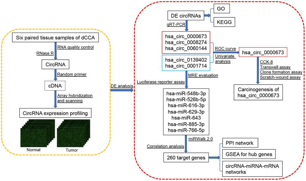 Flowchart of the current study. Abbreviations: dCCA: distal cholangiocarcinoma; circRNA: circular RNA; DE circRNAs: differentially expressed circular RNAs; GO: Gene Ontology; KEGG: Kyoto Encyclopedia of Gene and Genomes; qRT-PCR: quantitative real-time polymerase chain reaction; ROC curve: receiver operating characteristic curve; CCK-8: cell counting kit-8; MRE: microRNA response element; miRNA: microRNA; PPI: protein-protein interaction; GSEA: gene set enrichment analysis.