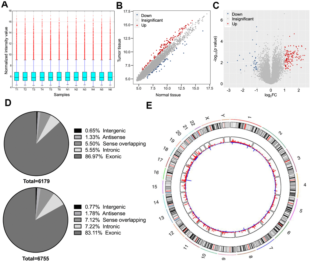 Overall characteristics of circular (circ)RNA expression profiling of distal cholangiocarcinoma (dCCA). (A) The distributions of circRNA expression values after quantile normalization and log2 processing. (T: dCCA tissues; N: paired adjacent normal tissues). (B) The scatter plot describing the difference of circRNA levels between dCCA and normal tissues. The red and blue dots indicate more than 1.5-fold change (FC) in dCCA and normal tissues, respectively. (C) The volcano plot of differentially expressed circRNAs (|log2FC| > 1 and p D) The classifications of circRNAs (up: upregulated circRNAs; down: downregulated circRNAs). (E) The circle diagram describes the location of circRNAs on chromosomes. The red and blue lines represent the up- and downregulated circRNAs in tumor tissues. The segment length indicates the FC value.