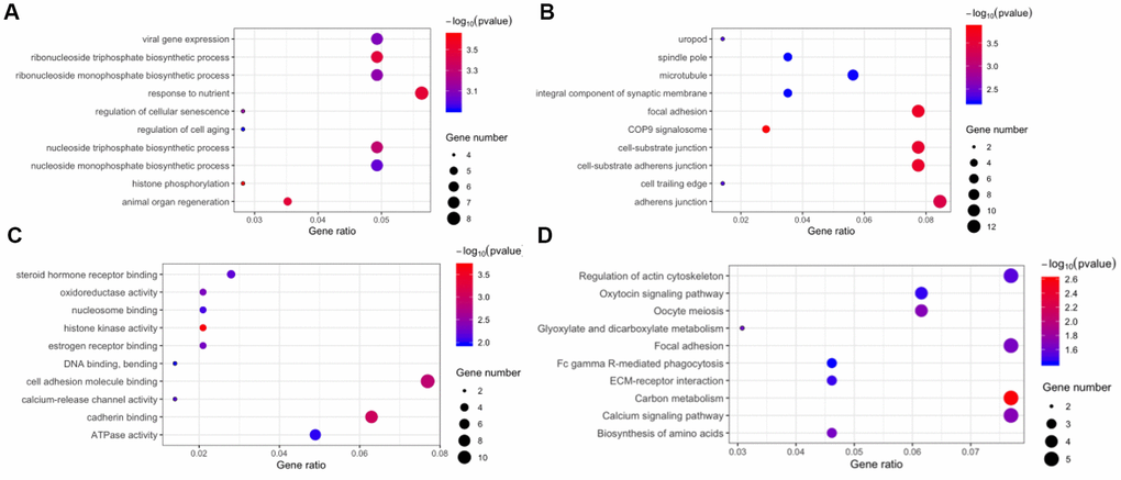 Function annotation and pathway enrichment for the host genes of differentially expressed circular RNAs. Gene Ontology, including biological process (A), cellular component (B), and molecular function (C). (D) Kyoto Encyclopedia of Gene and Genomes pathway enrichment.