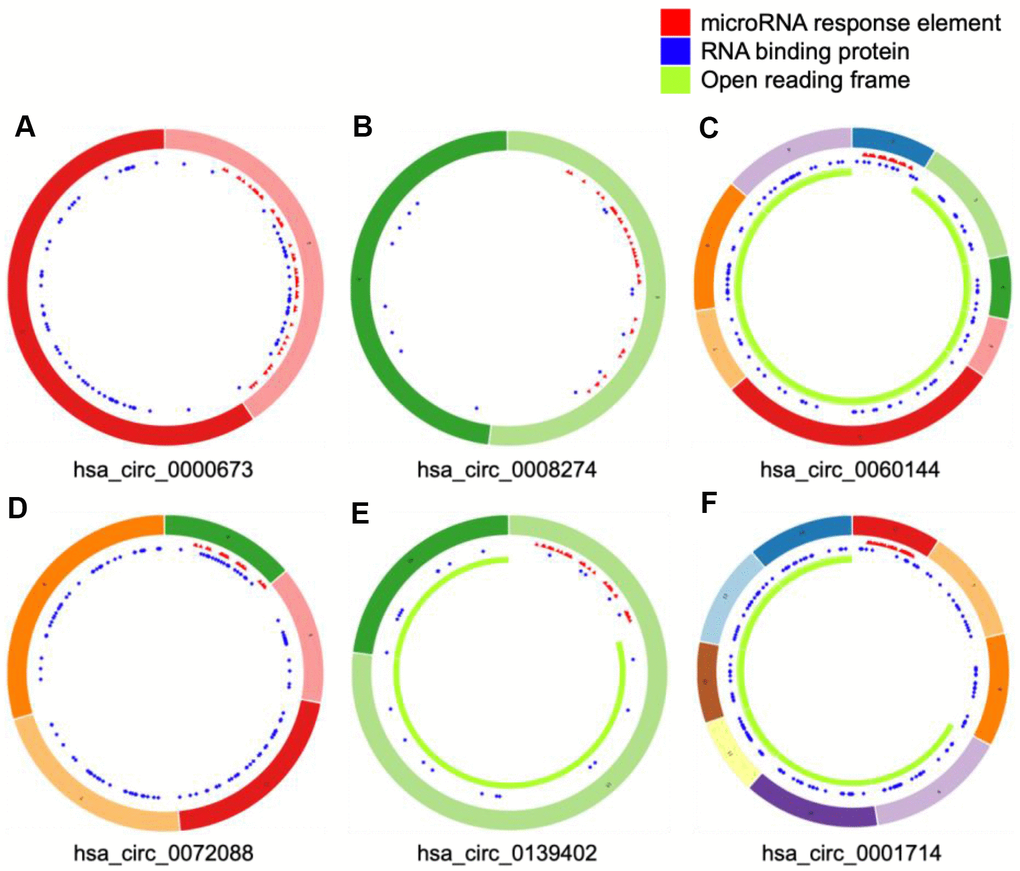 Structural patterns of six differentially expressed circular (circ)RNAs. The features of four upregulated circRNAs, including hsa