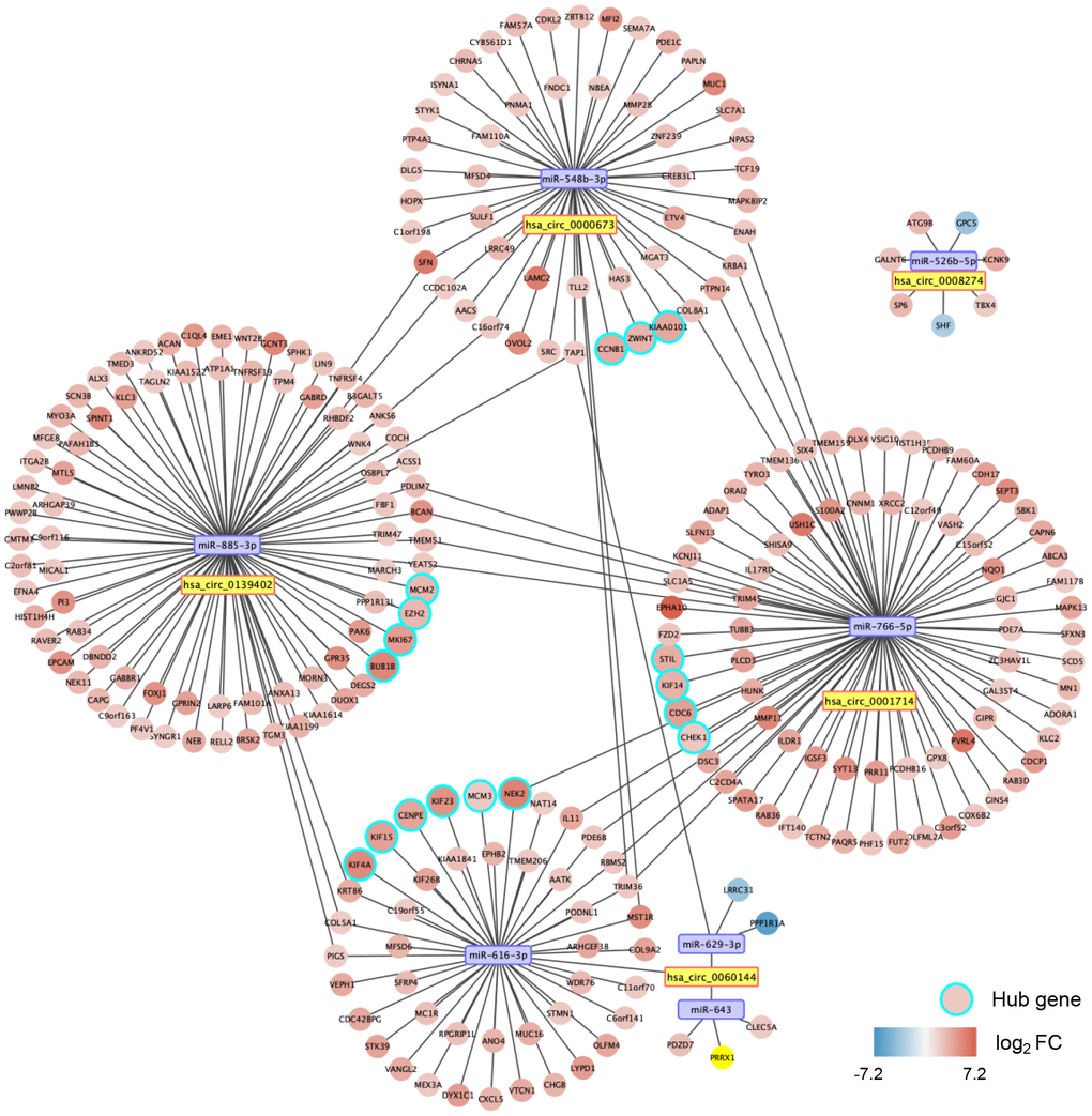 A circular (circ)RNA-micro(mi)RNA-mRNA interacting network in dCCA. The network contains five dysregulated circRNAs, seven miRNAs, 260 mRNAs, and 17 hub genes. The node color changes from blue to red, representing the fold change of mRNA expression value in the cholangiocarcinoma cohort of The Cancer Genome Atlas (tumor versus normal).