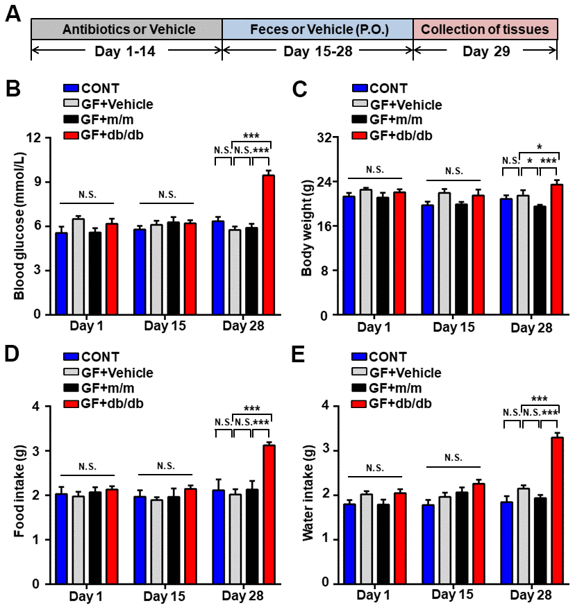 Alterations in the metabolic parameters after fecal transplantation in pseudo germ-free mice. (A) Schedule of our study. Mice were treated orally with fecal microbiota from db/db or m/m mice for 14 consecutive days after receiving large doses of antibiotics for 2 weeks. Peripheral tissues were collected for subsequent experiments on day 29. (B) Blood glucose. (C) Body weight. (D) Food intake. (E) Water intake. Data are shown as mean ± SEM values (n = 7). *P P P 