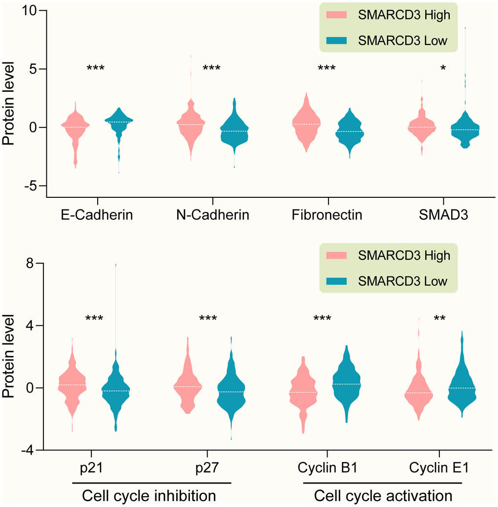 (Upper graph) SMARCD3 expression is negatively correlated with E-Cadherin, while positively correlated with N-Cadherin, Fibronectin and SMAD3. (Lower graph) SMARCD3 expression is positively correlated with cell cycle inhibitor p21 and p27, while negatively correlated with cell cycle activator Cyclin B1 and Cyclin E1.
