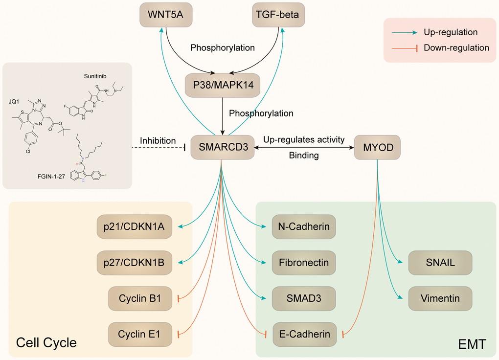 Summary of SMARCD3 interaction network.