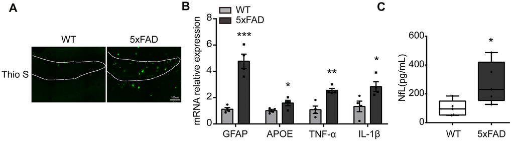 The expression of inflammatory cytokines in the hippocampus in 5xFAD mice. (A) Representative image of Aβ load stained with Thioflavine S (green) in hippocampus (DG). Scale bar, 100μm. (B) The expression of GFAP, APOE, TNF-α, IL-1β were evaluated by qPCR (n=4). (C) The quantification of serum NfL (n=5). All of the results are shown as mean ± SEM. * P