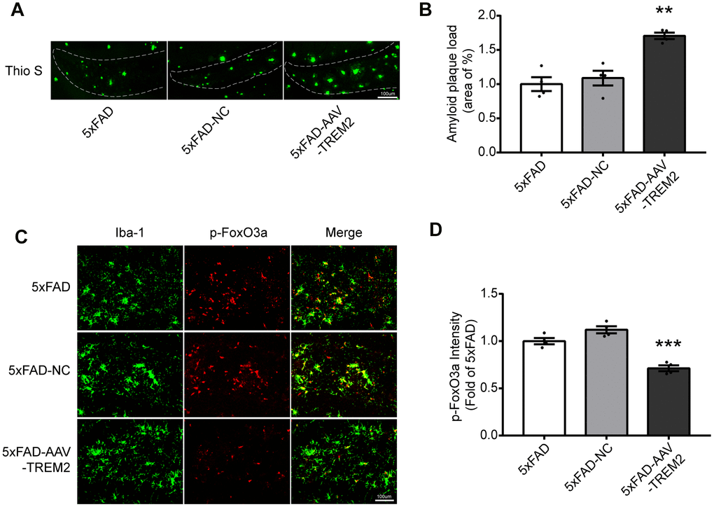 TREM2 deficiency increases amyloid plaques and decreases p-FoxO3a level in the hippocampus in 5xFAD mice. (A, B) Aβ load in hippocampus (DG) were stained (A) with Thioflavine S (green) and its quantification (B) in all groups (n=4 mice per group, 7 fields/mice (DG)). (C) Brain sections were doubly stained with Iba-1 Ab (green) and p-FoxO3a Ab (red) in the hippocampus. (D) Quantificational analysis of p-FoxO3a level from Fig4 C (N=4 mice per group, 9 fields/mice (DG)). Scale bar=100 μm. ***P