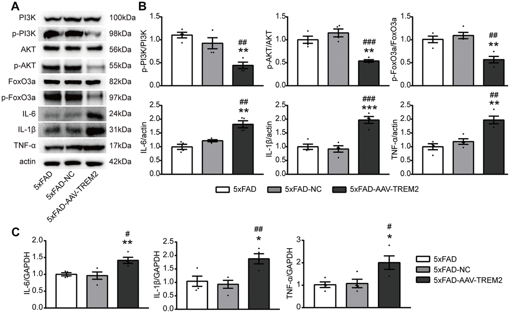 TREM2 downregulation inactivates the PI3K/AKT/FoxO3a pathway and increases the inflammatory cytokine levels. (A, B) Western blot bands (A) and quantificational analysis (B) of p-PI3K, p-AKT, p-FoxO3, IL-6, IL-1β and TNF-α in all groups (n=4). (C) The mRNA levels of proinflammatory cytokines (IL-1β, IL-6, TNF-α) were detected by qPCR (n=4 per group). *P