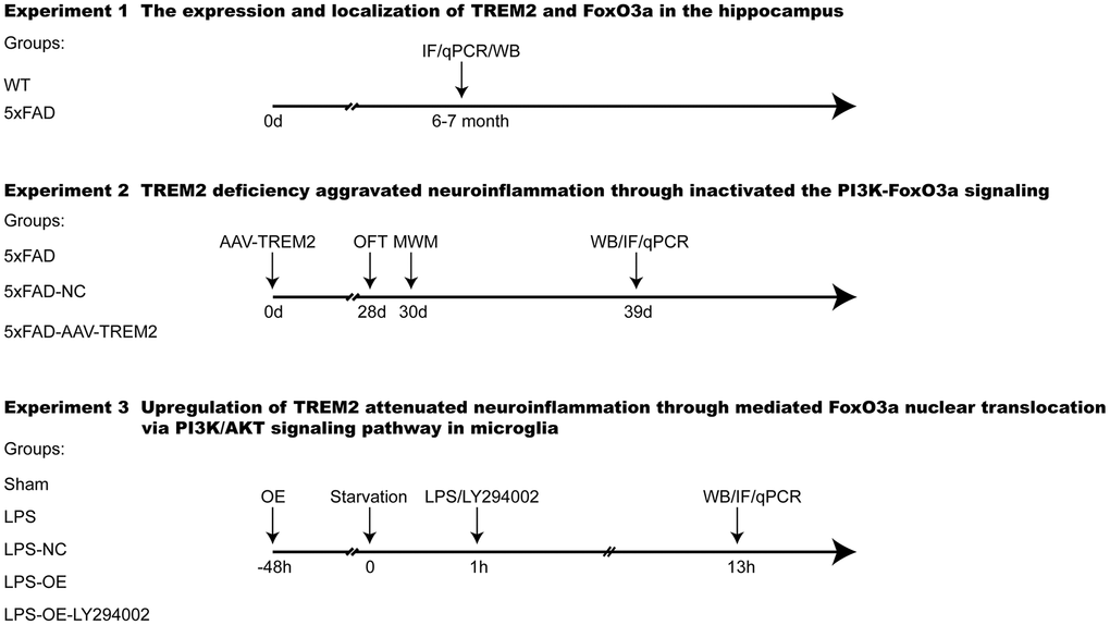 Experimental design and groups. TREM2, Triggering receptor expressed on myeloid cells 2; 5xFAD group was injected with PBS; 5xFAD-NC group was injected with scramble sgRNA (CRISPR/Cas9 on AAV); 5xFAD-AAV-TREM2 group was injected with TREM2 specific sgRNA (CRISPR/Cas9 on AAV). Sham, treated with PBS only; LPS, treated with lipopolysaccharide; LPS+NC, treated with LPS and negative plasmid; LPS+OE, treated with LPS and TREM2 plasmid; NfL, Neurofilament light chain; IF, immunofluorescence; LY294002, PI3K inhibitor; qPCR, Real-time PCR; WB, Western blot.