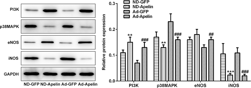 Examination for expression of PI3K, eNOS, iNOS and p38MAPK. (A) The blotting bands and statistical analysis for PI3K, p38MAPK, eNOS and iNOS expression examined by western blot assay. **P***P##P###P