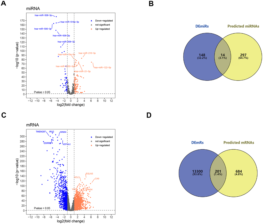 Screening of target miRNAs and target mRNAs. (A) Volcano map for 162 differentially expressed miRNA with 105 upregulated miRNAs and 57 downregulated miRNAs. (B) Intersection of predicted miRNA and differential miRNA. (C) Volcano map for 13501 differentially expressed mRNAs with 10191 up-regulated mRNAs and 3310 down-regulated mRNAs. (D) Intersection of predicted mRNA and differential mRNA. DEmiRs: differentially expressed miRNA; DEmRs: differentially expressed mRNAs.