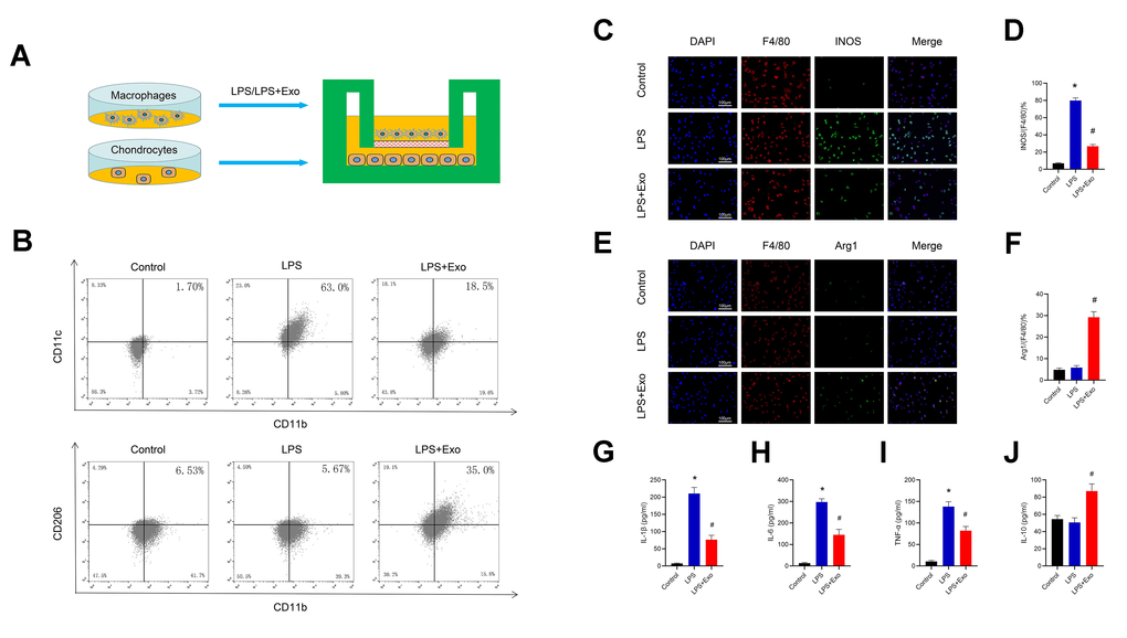 BMSC exosomes promote the phenotypic transformation of macrophages from M1 to M2 and reduce inflammation. (A) The protocol of the co-culture system. (B) Detection of CD11c (M1 marker) and CD206 (M2 marker) expression in RAW264.7 cells by flow cytometry. (C) and (D) Detection of INOS (M1 marker) by immunofluorescence in RAW264.7 cells and statistical results. Scale bar: 100 μm. (E) and (F) Detection and analysis of Arg-1 (M2 marker) in RAW264.7 cells by immunofluorescence and statistical results. Scale bar: 100 μm. (G–J) Determination of the cytokines, IL-1β, IL-6, TNF-α and IL-10 in supernatants. *p 