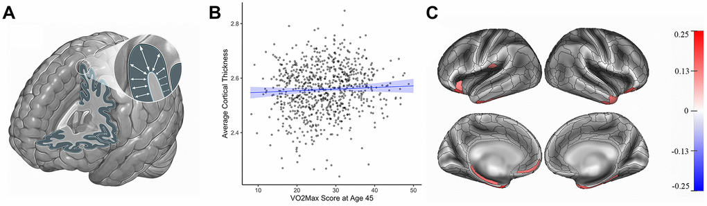 Cortical thickness (mm) and cardiovascular fitness (mL/min/kg) at age 45. (A) Cortical thickness. (B) Graph showing the correlation between average cortical thickness (mm, y-axis) and VO2Max (mL/min/kg; x-axis). Average cortical thickness was unrelated to the VO2Max scores of Study members (β=0.05, 95% CI = -0.04 to 0.14 p=0.28). (C) Study members with higher VO2Max scores, however, had increased parcel-wise thickness in multiple regions encompassing anterior temporal cortex, parahippocampal gyrus, and prefrontal cortex. Color bar on the right of the figure indicates a possible range of βs from -.25 to +.25. The color of each parcel on the simulated brains represents the associated effect size with cardiovascular fitness. Parcels colored in gray did not remain significantly associated with cardiovascular fitness after adjusting for multiple comparisons. All results pictured are adjusted for sex. mL/min/kg = milliliters per minute per kilogram; VO2Max = volume of maximum oxygen uptake; β = standardized coefficient; CI = confidence interval.