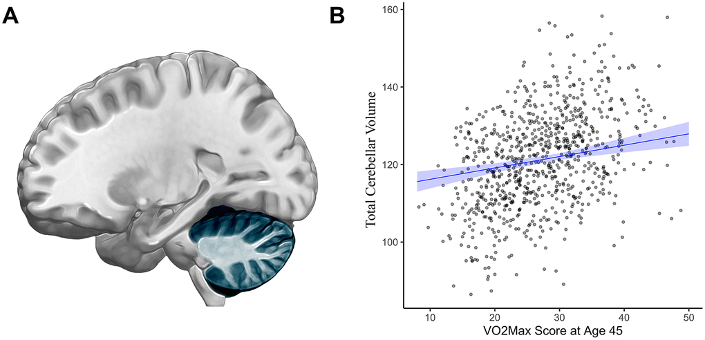 Cerebellar cortex gray matter volume (cm3) and cardiovascular fitness (mL/min/Kg) at age 45. (A) In addition to its well-known role in motor coordination and balance, the cerebellar cortex (highlighted in blue) and particularly the cerebellar cortex contribute to higher-order functions including learning and memory as well as executive control [44, 45] (B) Graph showing the correlation between average cerebellar cortex volume (cm3, y-axis) and VO2Max (mL/min/kg; x-axis). Study members with higher cardiovascular fitness at age 45 had greater gray matter volume of the cerebellar cortex (β= 0.17, 95% CI = 0.1 to 0.25, p2Max = volume of maximum oxygen uptake; β = standardized coefficient; CI = confidence interval.
