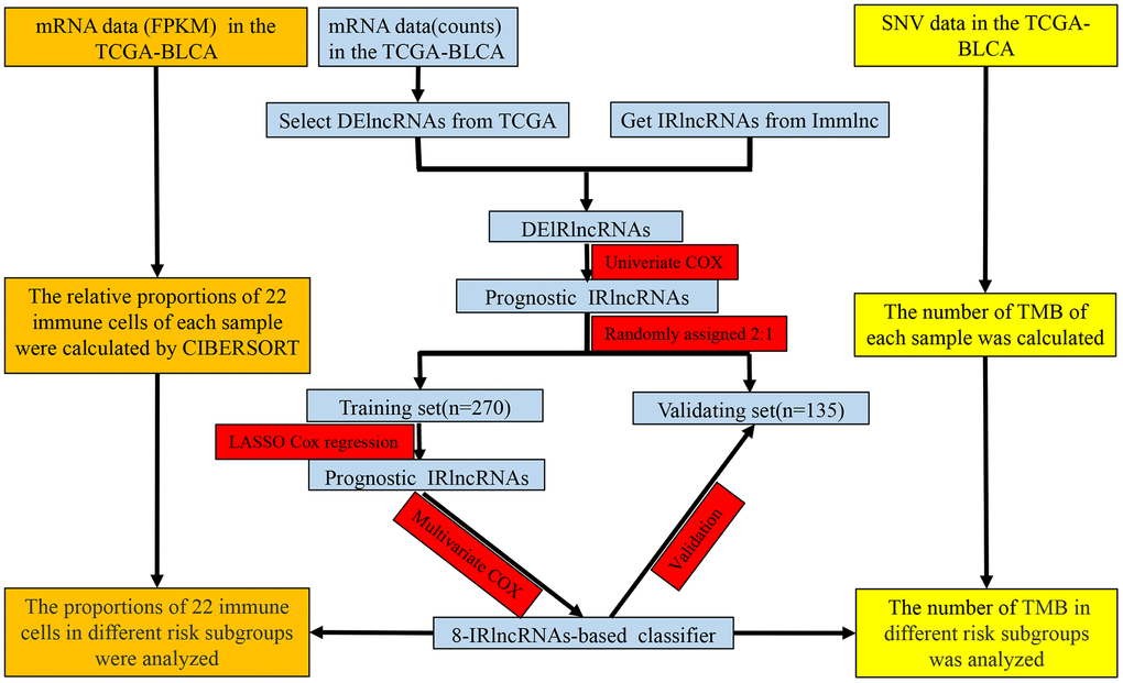 Study flowchart showing the process of constructing the 8-IRlncRNA classifier to predict prognosis of BLCA. BLCA, bladder cancer; FPKM, Fragments per Kilobase Million; SNV, single nucleotide variation; TMB, tumor mutation burden; DElncRNAs, differentially expressed lncRNAs; IRlncRNA, immune-related LncRNA.