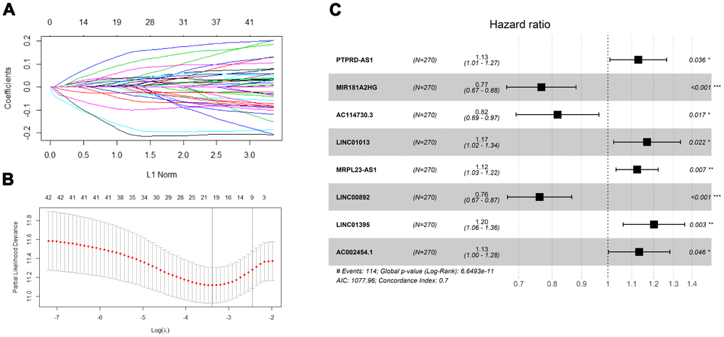 Screening prognosis immune-related lncRNA for model construction. (A) Validation was performed for tuning parameter selection through the least absolute shrinkage and selection operator (LASSO) regression model for overall survival (OS). (B) Elucidation for LASSO coefficient profiles of prognostic lncRNAs. (C) Forest plot exhibited the hazard ratio (HR) with 95% confidence interval (95% CI) of prognostic immune-related lncRNA in BLCA on the basis of the multivariate Cox regression result.