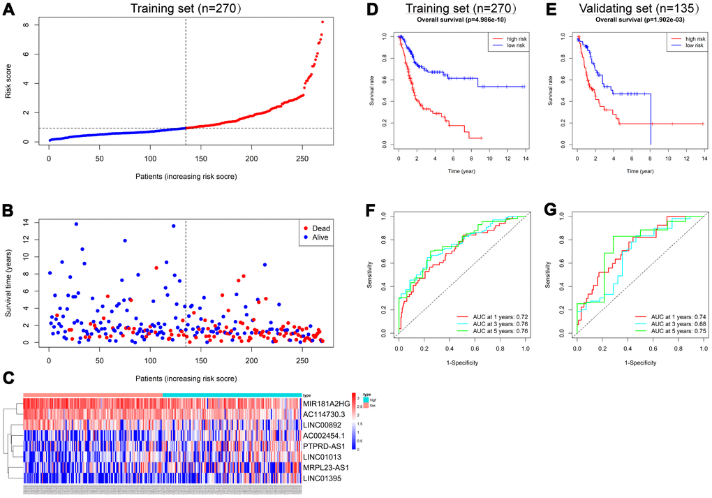 Construction of the 8-IRlncRNA classifier for predicting prognosis of BLCA. (A) Patients with BLCA were sorted by increasing risk score in the training set. (B) Living status of BLCA patients in the training set. (C) Heatmap of eight IRlncRNAs expression profiles of different risk groups in the training set. (D, E) Kaplan-Meier analysis for overall survival (OS) of BLCA patients based on the risk stratification in the training set (D) and validating set (E). (F, G) Receiver operating characteristic (ROC) analysis for OS prediction including 1-, 3-, 5-year of BLCA patients in the training set (F) and validating set (G).