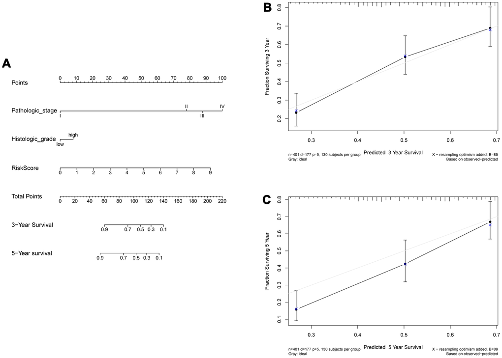 Construction of a nomogram combined risk score and clinical indicators for predicting survival of BLCA patients. (A) A nomogram combined risk score and clinical information. (B, C) Calibration plot evaluating the predictive accuracy of the nomogram at 3-year (B) and 5-year survival (C).
