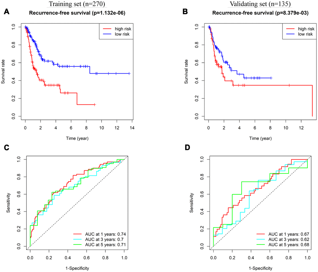 Prognostic value of 8-IRlncRNA classifier for assessing recurrence-free survival (RFS). (A, B) Kaplan-Meier analysis for RFS of BLCA patients based on the risk stratification in the training set (A) and validating set (B). (C, D) Receiver operating characteristic (ROC) analysis for RFS prediction including 1-, 3-, 5-year of BLCA patients in the training set (C) and validating set (D).