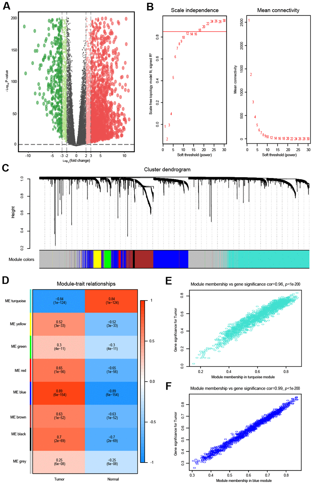 Differential expression analysis and weighted correlation network analysis for the mRNAs. (A) The volcano plots of differentially expressed mRNAs. The green dots indicate significantly downregulated genes, the red dots indicate significantly upregulated genes, while the black dots indicate genes with no significant difference. (B) Identification of the soft threshold according to the standard of the scale-free network. The red line represents the threshold line of 0.85. (C) Clustering dendrogram of mRNAs with dissimilarity based on the topological overlap together with assigned module colors. (D) Relationships between mRNA modules and clinical traits. The correlation coefficient (upper number) and corresponding P-value (lower number) in each cell resulted in the correlation between the mRNA module and the clinical trait. (E) The scatterplot of gene significance vs. module membership in the mRNA-based turquoise module. (F) The scatterplot of gene significance vs. module membership in the mRNA-based blue module.