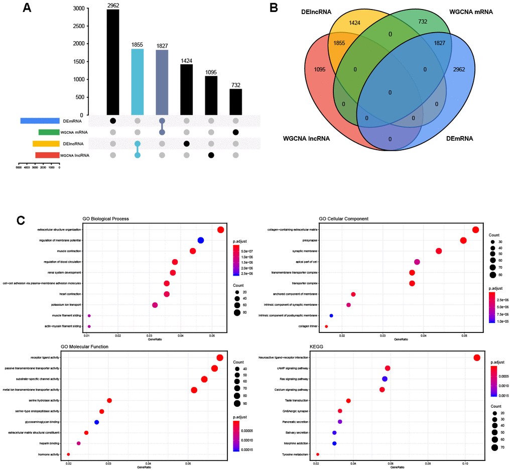 The overlapped genes and enrichment analysis. (A, B) The Venn diagram and the UpSet plots of overlapped genes between differential expression analysis and weighted correlation network analysis. (C) The top 10 significantly enriched Gene Ontology (GO) biological process (BP) terms, cellular component (CC) terms, molecular function (MF) terms and the Kyoto Encyclopedia of Genes and Genomes (KEGG) pathways.