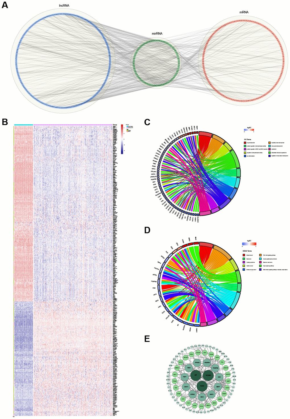The ceRNA regulatory network and functional analysis. (A) The ceRNA network of lncRNA-miRNA-mRNA. The lncRNAs, miRNAs and mRNAs are indicated as blue, green and red, respectively. (B) The heatmap of the expression of 347 selected RNAs (201 lncRNAs and 146 mRNAs) in the ceRNA regulatory network. (C) The top 10 significantly enriched Gene Ontology (GO) biological process (BP) terms of mRNAs involved in the ceRNA regulatory network. (D) The top 10 significantly enriched Kyoto Encyclopedia of Genes and Genomes (KEGG) pathways of mRNAs involved in the ceRNA regulatory network. (E) The protein-protein interaction network. The greater the degree of the node, the bigger the node.