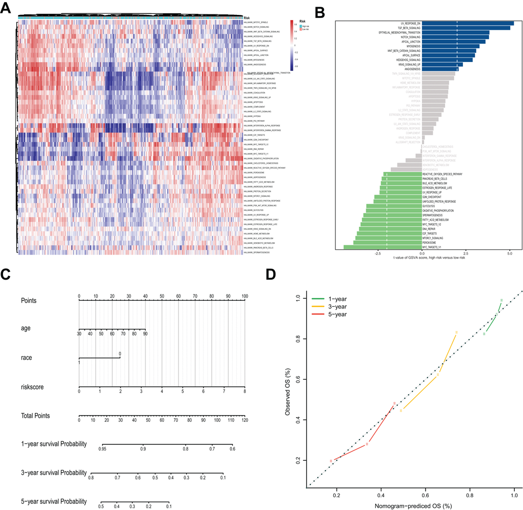 Gene Set Variation Analysis (GSVA) analysis and nomogram for the prediction of prognosis. (A) The heatmap of GSVA scores of the 50 key pathways between high-risk and low-risk groups. (B) Differences in pathway activities scored by GSVA between high-risk and low-risk groups. The blue column indicates activated pathways in the high-risk group, and the green column indicates activated pathways in the low-risk group. (C) Nomogram prediction of 1-year, 3-year and 5-year OS. For race, 0 means white, and 1 means not white. (D) Calibration curves of observed and predicted probabilities for the nomogram.