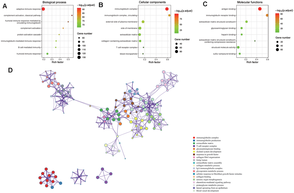 DEGs between the two VEGF score subtypes enriched in immune-related GO terms. GO pathway enrichment analysis revealed that immune-related GO terms ranked top in biological process (A), cellular components (B), and molecular functions (C). The network of the top 20 GO summary terms revealed the relationships between immune-related GO terms, angiogenesis-related GO terms, and stroma related GO terms (D).