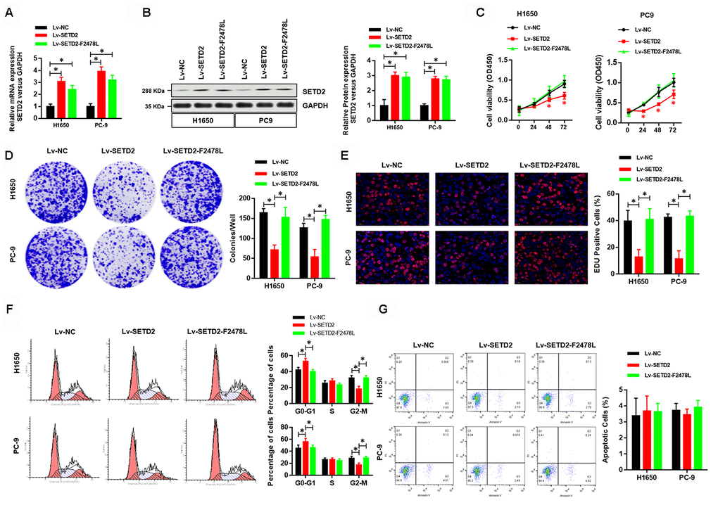 Overexpression of wildtype SETD2 inhibits cancer cell growth in vitro. (A) Real-time qPCR showed the expression level of wildtype or catalytically dead version of SETD2 (F2478L mutant) in lung cancer cells H1650 and PC-9 and its overexpression. (B) Western blotting analyses of wildtype or catalytically dead version of SETD2 (F2478L mutant) overexpression in H1650 and PC-9 cells. Quantitative results were shown in the right panel. (C) Cell proliferation assays of wildtype or catalytically dead version of SETD2 (F2478L mutant) overexpressing H1650 and PC-9 cells. (D) Anchorage-independent growth assays of wildtype or catalytically dead version of SETD2 (F2478L mutant) overexpressing H1650 and PC-9 cells. Quantitative results were indicated in the right panel. (E) EDU staining of wildtype or catalytically dead version of SETD2 (F2478L mutant) overexpressed H1650 and PC-9 cells (×200). (F) Cell cycle analysis of wildtype or catalytically dead version of SETD2 (F2478L mutant) overexpressing H1650 and PC-9 cells. Proportion of cells in G0-G1 phase, S phase and G2-M phase was quantified. (G) Apoptosis analysis of wildtype or catalytically dead version of SETD2 (F2478L mutant) overexpressed H1650 and PC-9 cells by Annexin V/PI assay. *PPt test.