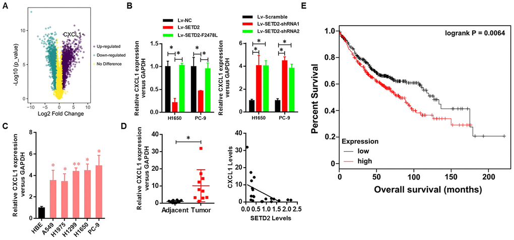 Clinical relevance of CXCL1 in human LUAD. (A) CXCL1 was up-regulated upon SETD2 depletion as indicated in volcano plot. (B) Real-time qPCR analysis of CXCL1 expression level upon SETD2 overexpression or depletion in H1650 and PC-9 cells. (C) Real-time qPCR analysis of CXCL1 expression in HBE cells and human lung cancer cell lines A549, H1975, H1299, H1650 and PC-9. (D) Scatter plot of CXCL1 expression levels in LUAD tumors and adjacent normal epithelial tissues (left panel). The association (by Pearson’s) between SETD2 and CXCL1 expressions in patients (right panel). (E) Kaplan-Meier plot of overall survival based on the CXCL1 expression index in patients (P values by log-rank test). *Pt test. Pearson’s correlation test was used to analysis the correlation between CXCL1 and SETD2.