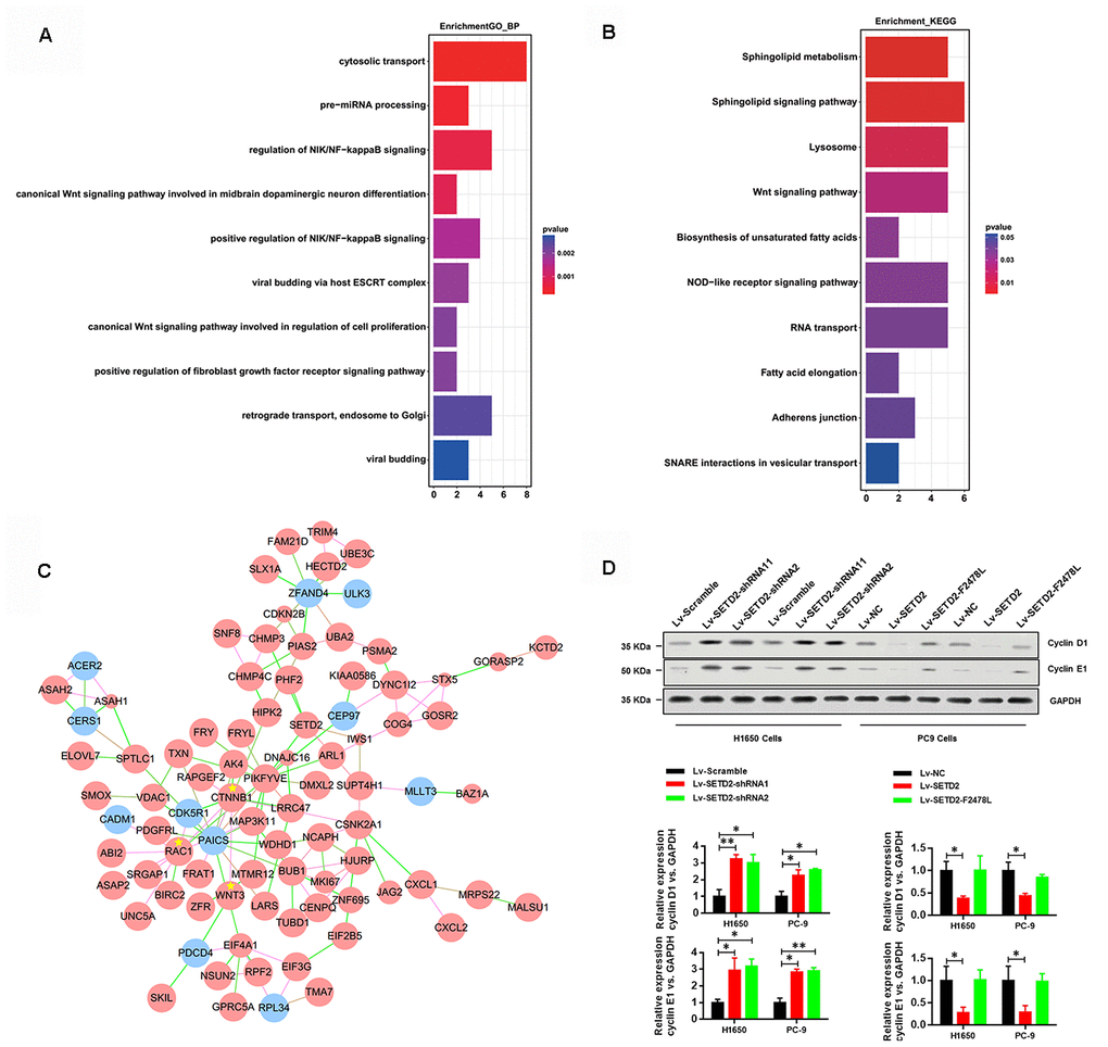 SETD2 suppressed cell cycle progression. (A) GO and (B) KEGG analysis showed the altered pathways in the absence of SETD2. (C) Gene co-interaction network identified crucial roles of CTNNB1, WNT3 and RAC1 in lung cancer which were marked by asterisks. Green lines represented the negative regulation between two genes, and red lines represented positive regulation. (D) Protein levels of G1 phase checkpoints Cyclin D1 and Cyclin E1 upon SETD2 overexpression or knockdown in H1650 and PC-9 cells. Quantitative results were shown on the right. *Pt test.