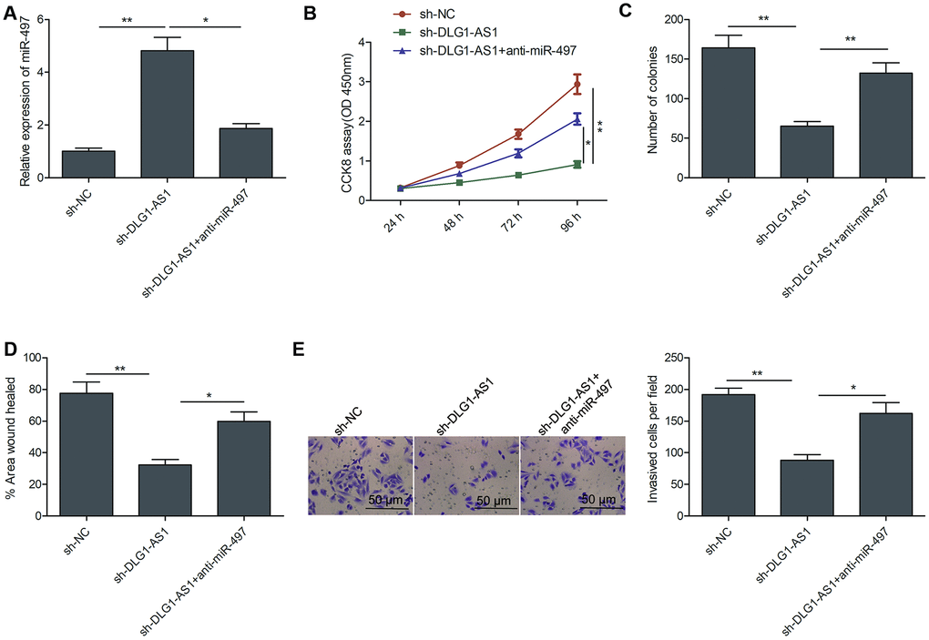 MiR-497 inhibition reversed the inhibitory effects of DLG1-AS1 knockdown in PTC cells. (A)The expression of miR-497 was assessed in TPC-1 cells transfected with sh-NC, sh-DLG1-AS1, and sh-DLG1-AS1+miR-497 inhibitor (anti-miR-497). (B–E) Inhibition of miR-497 partially reversed the inhibitory effects of DLG1-AS1 knockdown on cell proliferation, colony formation, migration, and invasion in TPC-1 cells. All experiments were performed in triplicate, and data are expressed as the mean ± standard deviation (SD) (*P P 
