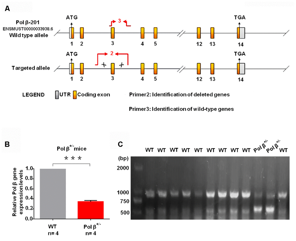 Pol β-deficient mouse ovarian function and impaired BER lead to ovarian aging. (A) The modeling strategy of pol β+/- mice. (B) Relative Pol β gene expression levels in Pol β-deficient mice. We observed significant Pol β deficiency in heterozygous Pol β+/- mice compared with that in wt mice (mice aged 6-8 weeks, n stands for the number of mice, ***PC) To confirm that the Pol β fragment was deleted correctly, total RNA was extracted and Pol β cDNA was amplified via PCR.