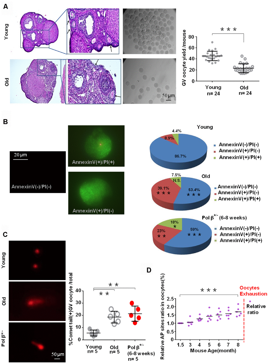 Aging-related ovarian reserve decline and SSBs from young and old mice. (A) Photomicrographs represent hematoxylin-eosin staining of young (upper) and old (below) C57BL/6J mice ovarian sections. Inset (upper left corner of young mice ovarian tissue) shows a higher number of oocytes yield; scatter graphs show a higher number of oocytes yield in young (6 to 8 weeks) compared to old (8 months) mice, (n =24 per group; n stands for the number of mice, ***P B) Immunofluorescence graphs show a result of Annexin V/PI staining. Statistics of oocytes number per young/ old/ Pol β+/- mouse including Annexin V(-)/PI(-), AnnexinV(+)/PI(+) and Annexin V(+)/PI(-). Adjacent pie charts show old/ Pol β+/- group more Annexin V(+)/PI(-), more Annexin V(+)/PI(+) and less Annexin V(-)/PI(-) compared to young group (6 to 8 weeks), (n=3 per group; ***PC) The alkaline comet experiment shows that old/ Pol β+/- oocytes have more percentage of positive comet tail. (n=5 per group; n stands for the number of mice, **PD) Scatter graphs represent the relative ratio of AP sites in oocytes, with a significant increasing tendency in the content of AP sites in every age group with the increase of age (n=5 per group; ***P