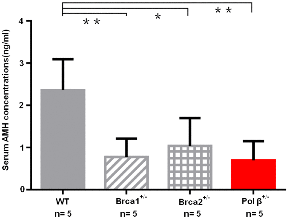 Diminished ovarian reserve in Pol β-deficient mice. Mice with BRCA1 (**P +/- mice had significantly lower mean serum AMH concentrations compared to wt mice (**P 