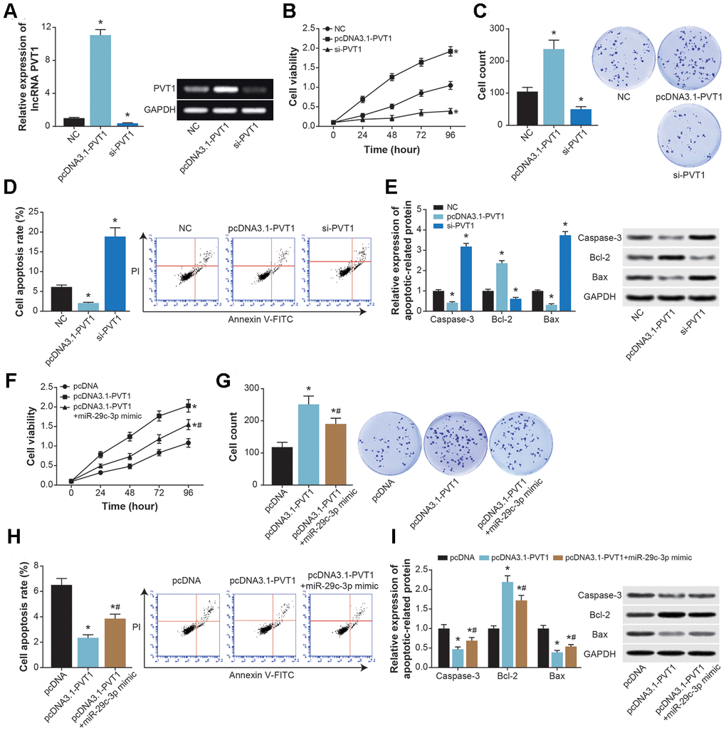 The effects of PVT1 and miR-29c-3p on proliferation and apoptosis of ASMCs. (A) PVT1 expression in ASMCs was determined after transfection of pcDNA-PVT1 and si-PVT1. *: PB–D) The viability (B), proliferation (C) and apoptosis (D) of ASMCs were compared after transfections of pcDNA-PVT1 and si-PVT1. *: PE) The expressions of apoptotic proteins within ASMCs were compared under treatments of pcDNA-PVT1and si-PVT1. *: PF–H) The viability (F), proliferation (G) and apoptosis (H) of ASMCs were evaluated among pcDNA3.1, pcDNA3.1-PVT1 and pcDNA3.1-PVT1+miR-29c-3p mimic groups. *: PPI) Expressions of apoptins were measured within ASMCs of pcDNA3.1, pcDNA3.1-PVT1 and pcDNA3.1-PVT1+miR-29c-3p mimic groups. *: PP