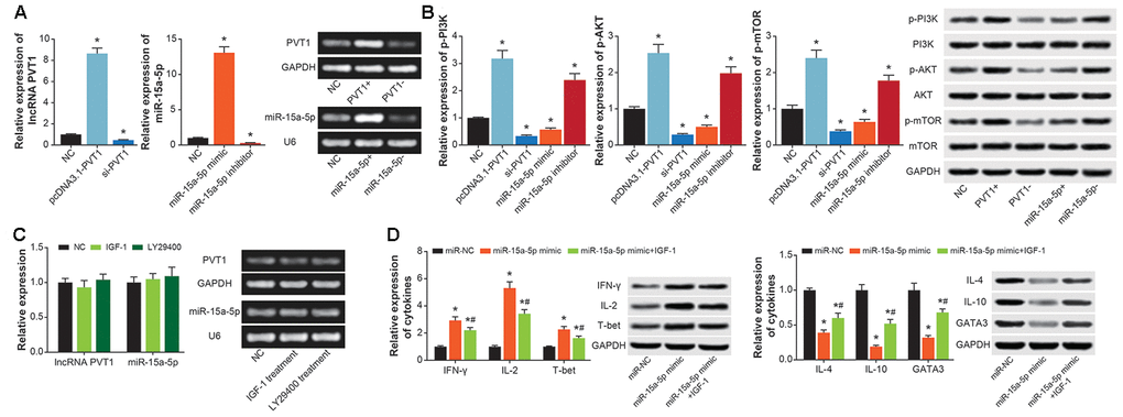 PI3K/AKT/mTOR signaling was implicated in the contribution of PVT1/miR-15a-5p axis to Th1/Th2 balance in CD4+ T cells. (A) PVT1 expression was determined after transfection of pcDNA3.1-PVT1 and si-PVT1, and miR-15a-5p level was compared in CD4+ T cells transfected by miR-15a-5p mimic and inhibitor. *: PB) The p-PI3K, PI3K, p-AKT, AKT, p-mTOR and mTOR expressions in CD4+ T cells were figured out among NC, pcDNA3.1-PVT1, si-PVT1, miR-15a-5p mimic and miR-15a-5p inhibitor groups. *: PC) PVT1 and miR-15a-5p expressions were obtained from CD4+ T managed by IGF-1 and LY294002. *: PD) The levels of cytokines relevant to Th1/Th2 imbalance were determined within CD4+ T cells among miR-NC, miR-15a-5p mimic and miR-15a-5p mimic+IGF-1 groups. *: PP