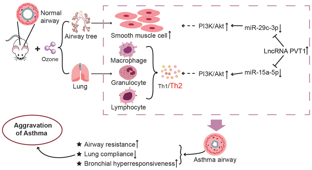 The mechanism diagram about impacts of lncRNA PVT1–centered miRNA networks and ozone on asthmatic progression. It was revealed that exposure to ozone impacted Th1/Th2 imbalance of CD4+ T cells by regulating lncRNA PVT1-miR-15a-5p-PI3K/AKT/mTOR axis and apoptosis of ASMCs through modifying lncRNA PVT1-miR-29c-3p- PI3K/AKT/mTOR axis.