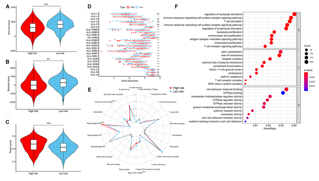 Tumor immune microenvironment of patients in high- and low-risk groups with LUAD. (A) Immune scores. (B) Stromal scores. (C) Tumor purity between patients with high and low risk. (D) The expression of HLA genes between patients with high and low risk. (E) The difference in immune cell infiltration in different LUAD subtypes. (F) GO enrichment analyses. GO, gene ontology; HLA, human leukocyte antigen; LUAD, lung adenocarcinoma.