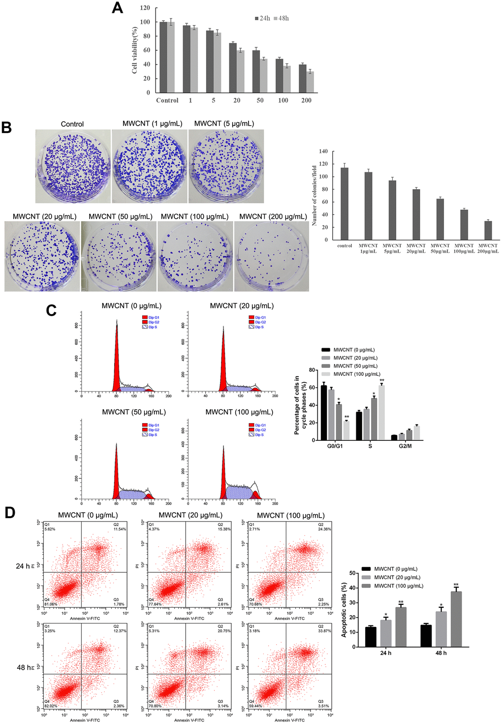 Multiwalled carbon nanotubes (MWCNTs) inhibits tumor growth in SKOV3 cells. (A) Cell viability of SKOV3 cells treated with different doses of MWCNTs at 24h and 48 h by MTT assay. (B) Clone number of SKOV3cells treated with different doses of MWCNTs at 24h by colony formation assay. (C) Cell cycle of SKOV3 cells treated with different doses of MWCNTs at 24h by flow cytometry analysis. (D) Cell apoptosis rate of SKOV3 cells treated with different doses of MWCNTs at 24h and 48 h by flow cytometry analysis. *P P 