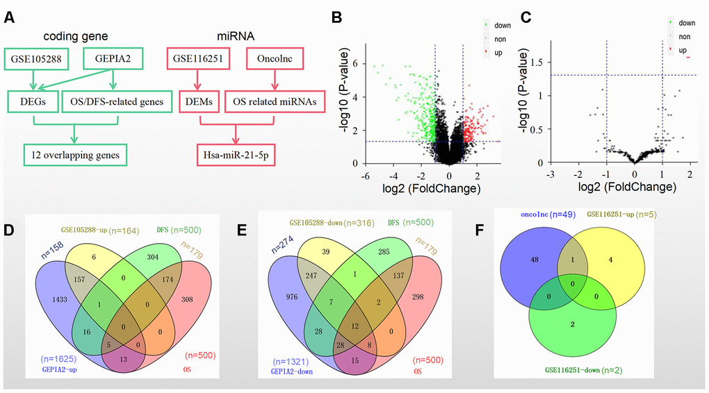 DEGs/DEMs and prognosis-related genes/miRNAs identification in different datasets and databases. (A) A standardized procedure for the identification of prognostic biomarkers; (B) Volcano plot of DEGs from GSE105288; (C) Volcano plot of DEMs from GSE116251; (D) Intersection of the upregulated genes and (E) downregulated genes from the GSE105288 dataset and the GEPIA2 database; (F) Intersection of 49 prognostic miRNAs from the Oncolnc database and 7 DEMs from the GSE116251 dataset.