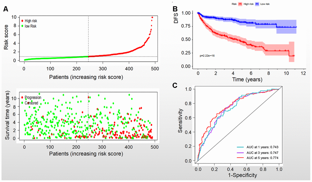 DFS of the signature with multiple genes in RCC. (A) Patients were classified by risk score and their survival status; (B) DFS of the signature of multiple genes in this model, which indicated that patients in the low-risk group had a better DFS than those in the high-risk group. (C) ROC curves suggested that the accuracy of this model was 74.3%, 74.7% and 77.4% at 1, 3 and 5 years, respectively.