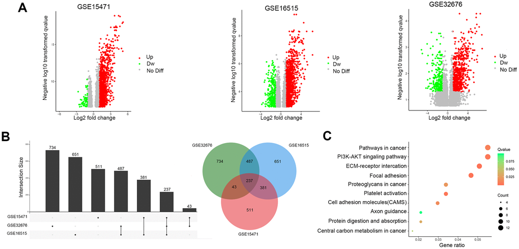 Identification of DEGs in pancreatic cancer between tumor and paracancerous tissues. (A) Volcano plots of DEGs in the 3 indicated datasets. (X-axis: log2(FC); Y-axis: -log10(FDR) for each gene. Genes with FDR 1 or B) Upset Venn diagrams of the DEGs identified in 3 GEO datasets. (C) Top 10 enriched KEGG pathways of the DEGs.