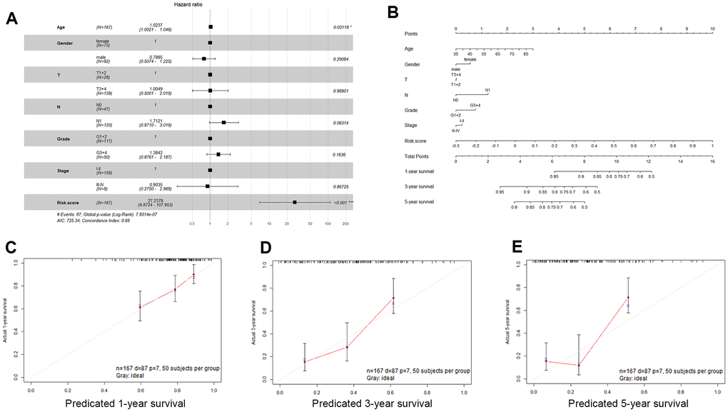 Validation of the nomogram in predicting overall survival of pancreatic cancer in the TCGA dataset. (A) Forest plot summary of multivariable Cox regression analyses of the risk score, age, sex, grade and tumor stage in the TCGA cohort. The squares represent the hazard ratio (HR), and the transverse lines represent 95% CIs. CI, confidence interval. (B) A nomogram to predict survival probability at 1, 3 and 5 years for PDAC patients based on the results derived from the TCGA cohort. (C–E) Calibration curve for the nomogram when predicting 1, 3- and 5-year overall survival.