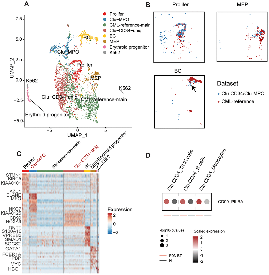 Comparison of Clu-CD34 and Clu-MPO with bone marrow CML datasets. (A) UMAP plot showing the clustering result of the integrated datasets comprising Clu-CD34, Clu-MPO and the BM-reference [13]. The total number of cells is 4,603 (Clu-CD34: 1,789; Clu-MPO: 527; BM-reference: 2,287). (B) UMAP plots of cells. Colors indicate dataset origin. Arrow in the lowest panel indicates the mixture of cells from the Clu-CD34 (n = 61) clustered together with BC cells from the BM-reference. (C) Heatmap showing expression of marker genes across different subtypes from the integrated dataset. Two specific subtypes from our dataset (absent in the BM-reference) are marked as red at top. (D) Dot plots comparing the interaction of the CD99-PILRA ligand-receptor pair between P03-BT and N. The p value was calculated using a permutation test.